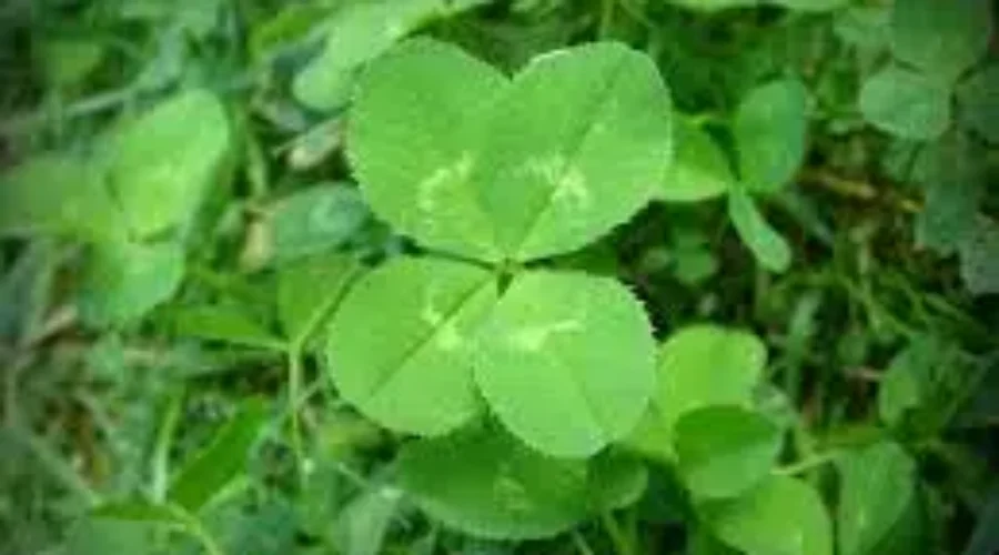 It’s St. Patrick’s Day!