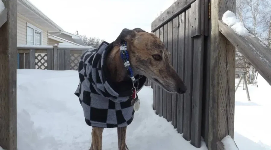 Help Your Pets Out In Winter Weather