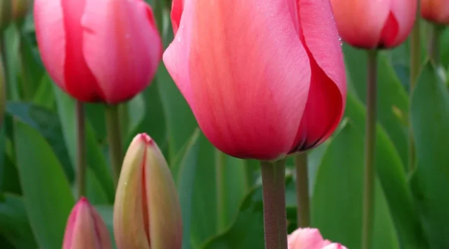 Spring Officially Arrives Tonight