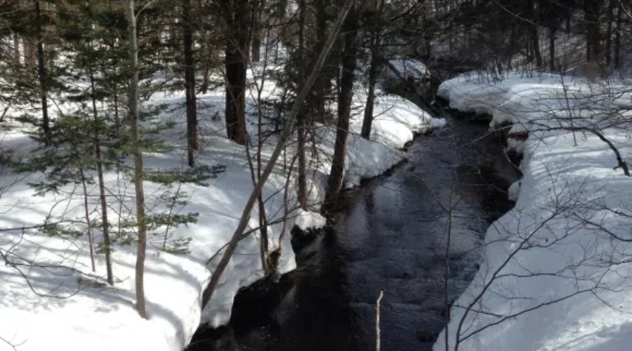Tough Winter For Wildlife In NB