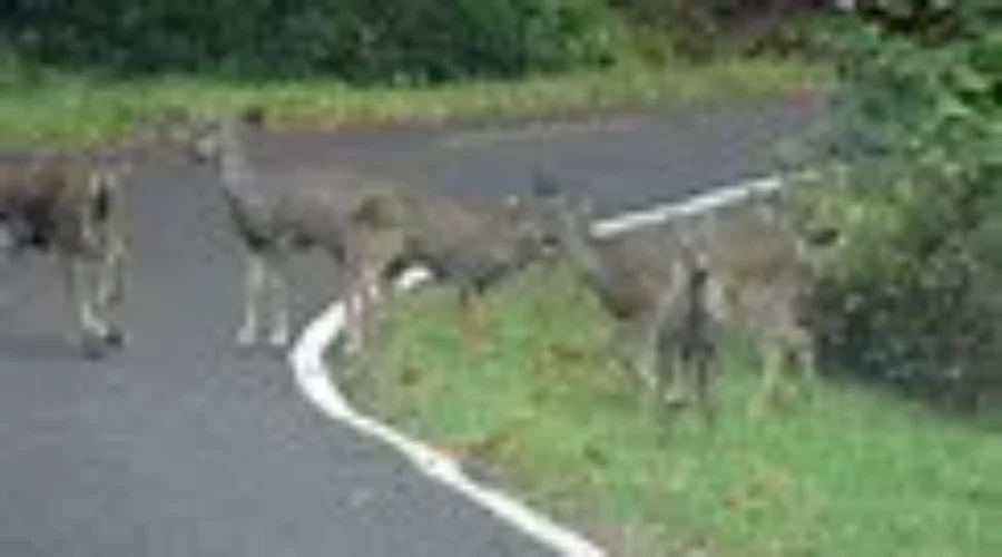 Motorists Warned To Watch For Deer on Roads