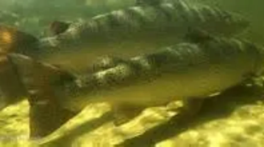 New Conservation Measures For Recreational Atlantic Salmon Fishing