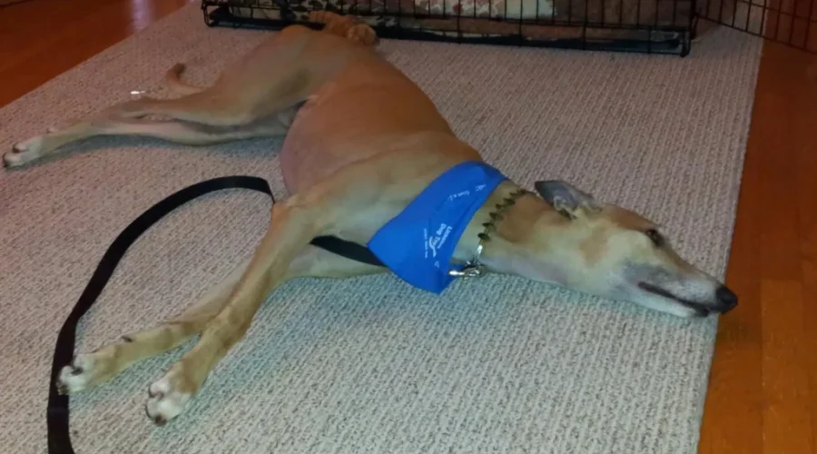 It’s National Adopt-A-Greyhound Month