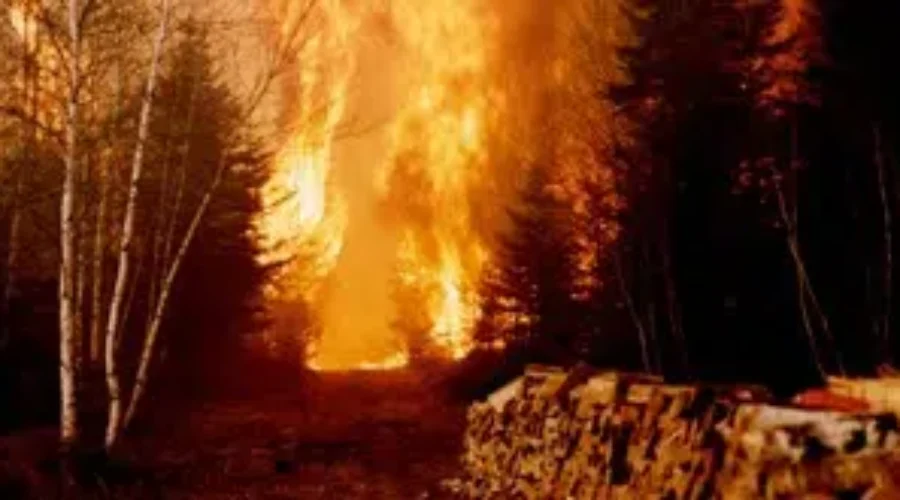 Forest Fire Prevention