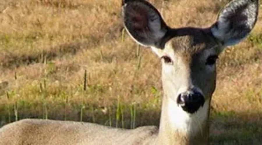 More Deer Near NB Roads This Spring