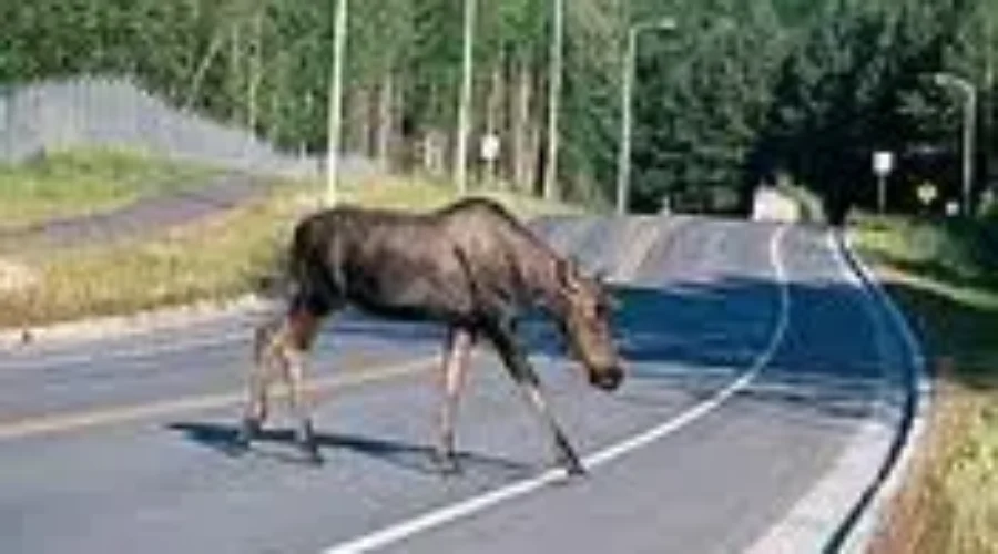 DTI Is Aware Of Damaged Moose Fencing On Route 7