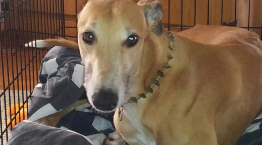 First Ever Walk For Hounds To Be Held Saturday