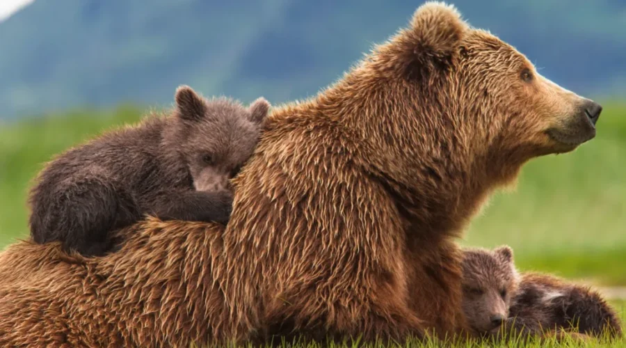 New Brunswick Bears On The Prowl For Food