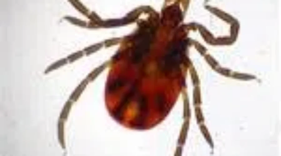Hampton Veterinarian Offers Tick-Removal Tips For Pet-Owners