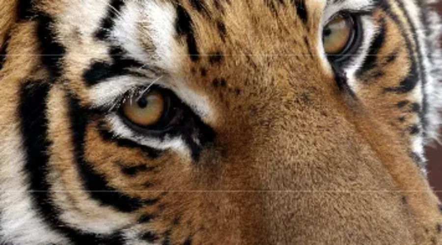 Early Roaring Success For Magnetic Hill Zoo’s Big Cats Exhibit