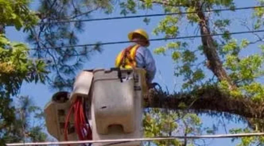 NB Power Invests In Tree Trimming