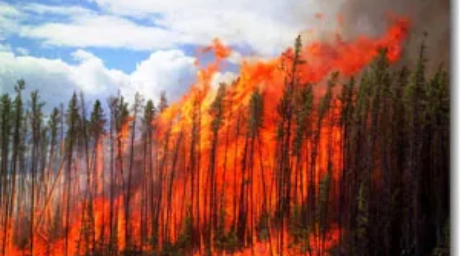 30 NB Firefighters Heading To Saskatchewan To Fight Wildfires