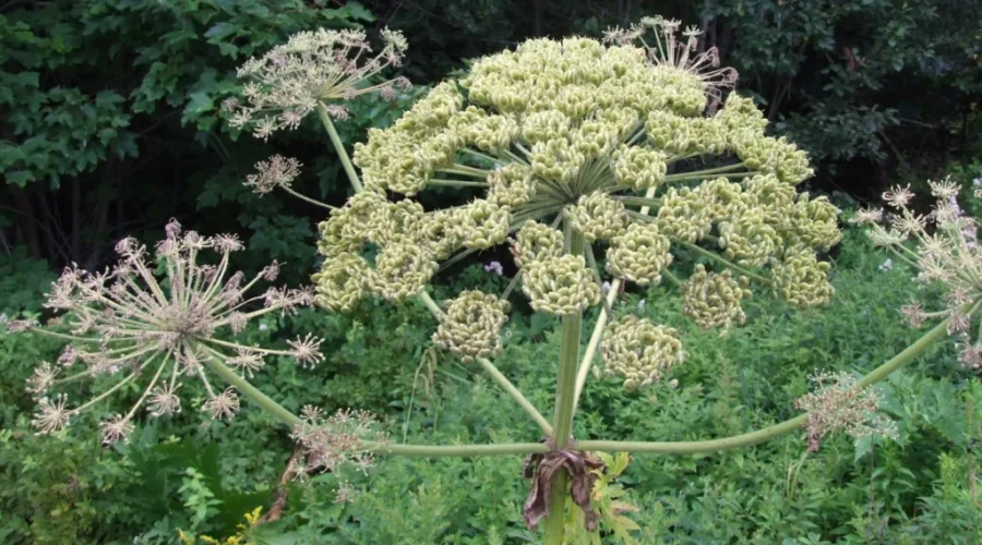 Giant Hogweed Extremely Rare In New Brunswick