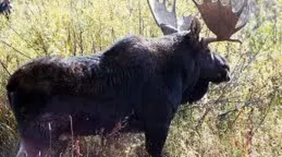 Moose On the Loose!