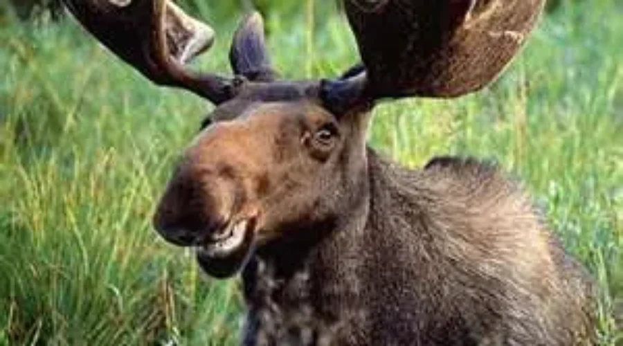 Fines And Jail Time Over Sale Of Illegal Moose Meat