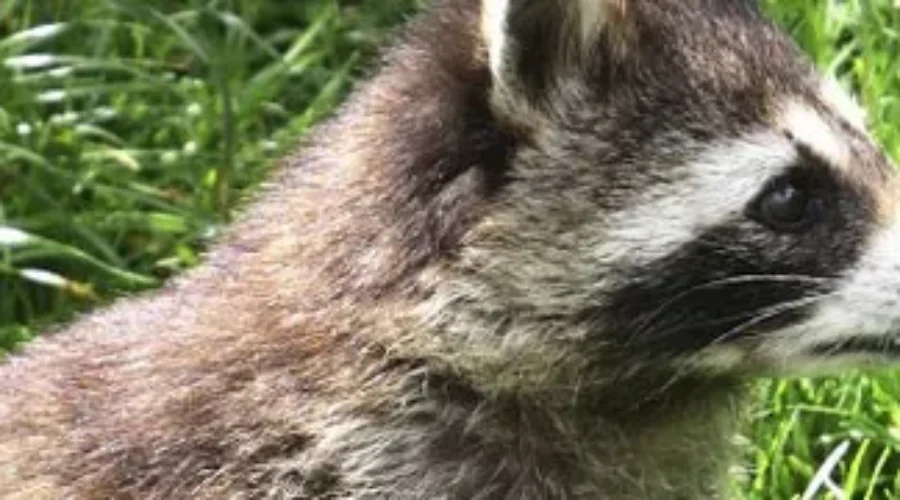 Province Stepping Up Rabies Campaign