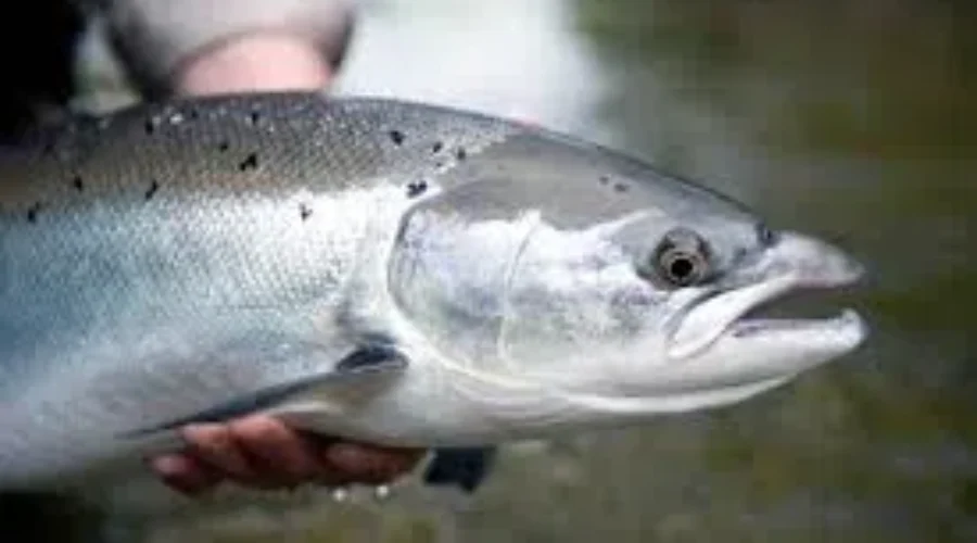 Conservation Group Concerned Over Trapped Salmon