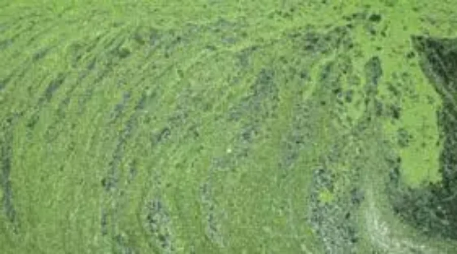 Blue-Green Algae Spreads