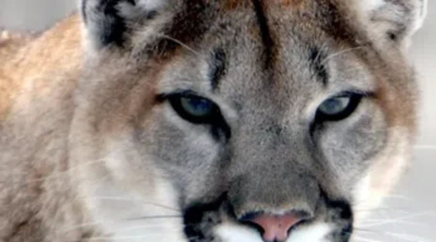 Cougars At Magnetic Hill Zoo Receive Names