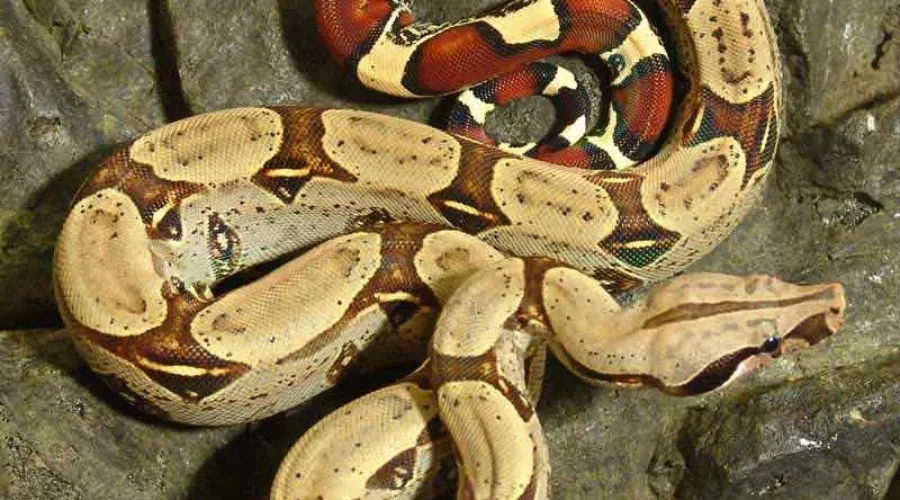 Police Seek Help Finding A Missing Snake