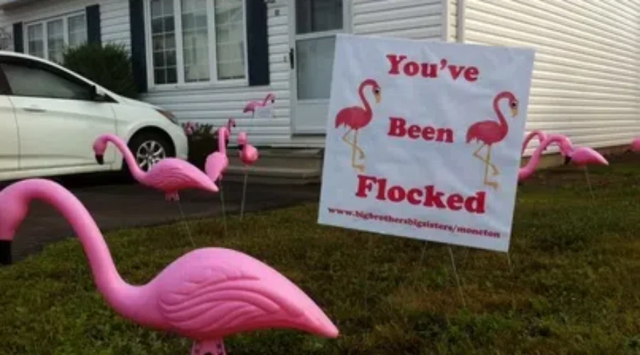 Flocks Of Flamingos Invade Metro Moncton