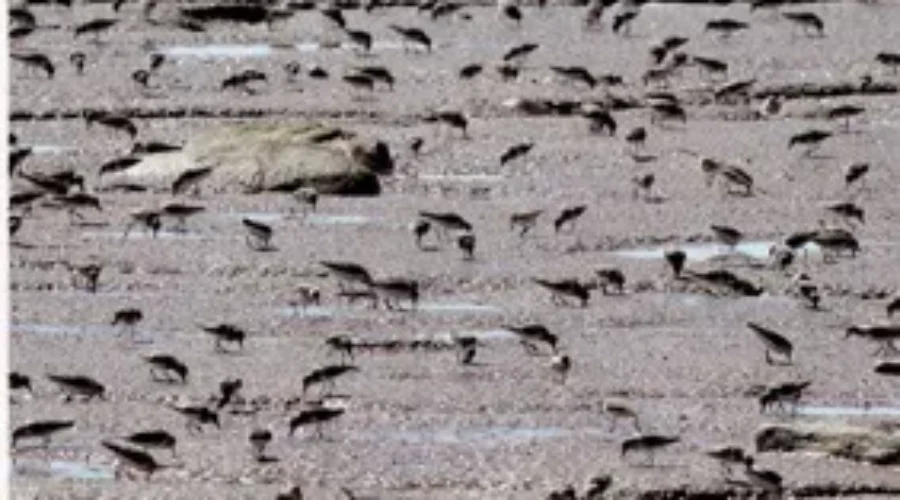 Johnson’s Mills Shorebird Reserve To Be Featured On Google Street View