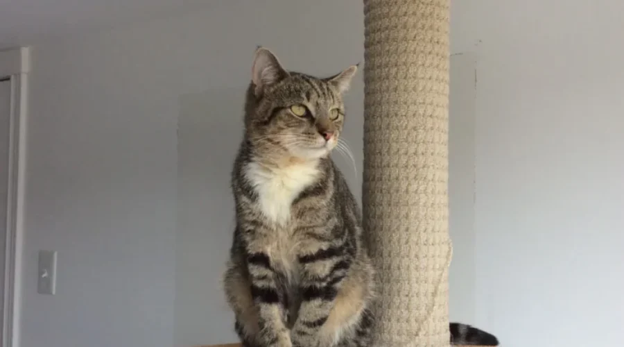 PETA Offering $5000 Reward in Dumped Cats Case