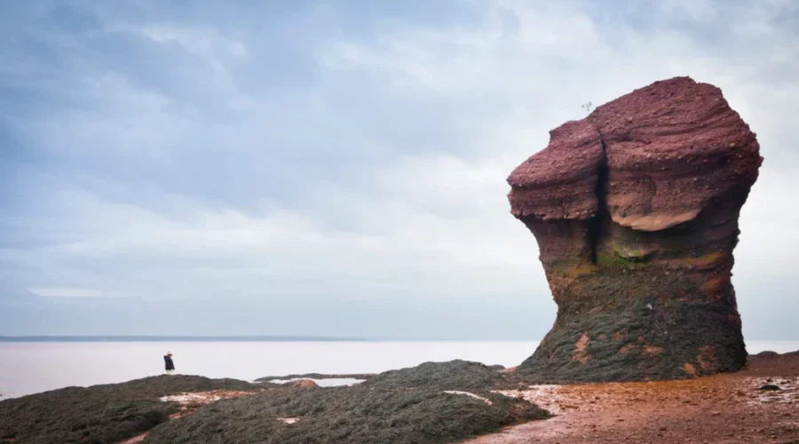 A Non Perishable Food Donation Today At Hopewell Rocks Grants You Free Admission