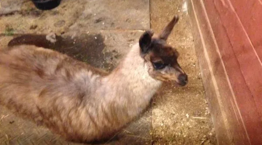 VIDEO: Louise The Llama Has Been Caught