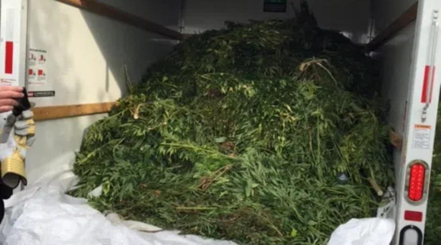 New Brunswick RCMP Seize More Than 9,000 Pot Plants Over Last Few Weeks