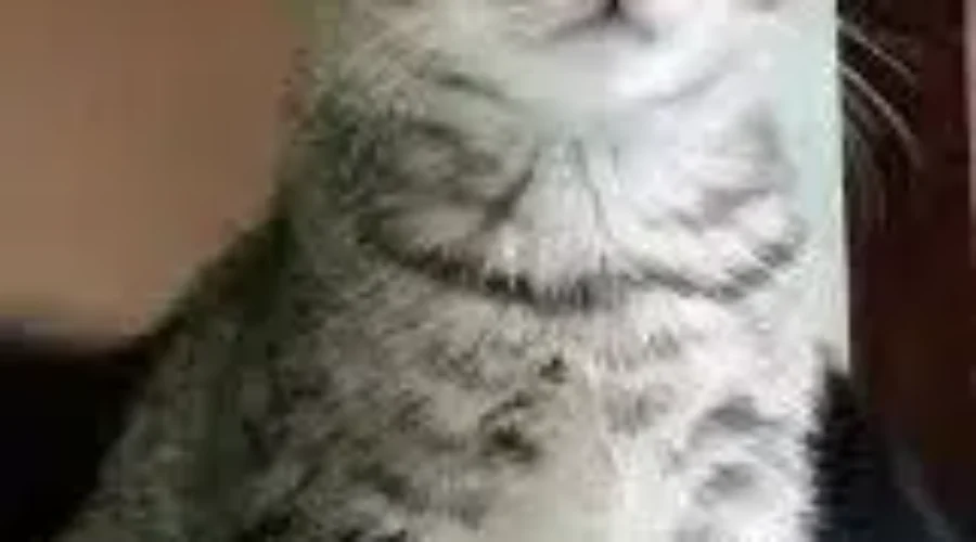 NB SPCA Says Keep Cats Indoors