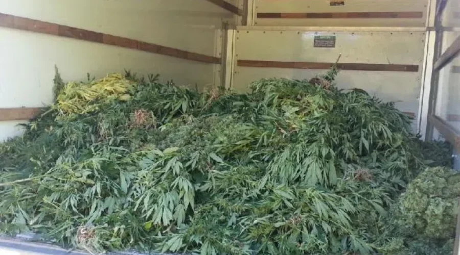 Big Marijuana Haul Near Cap-Pele