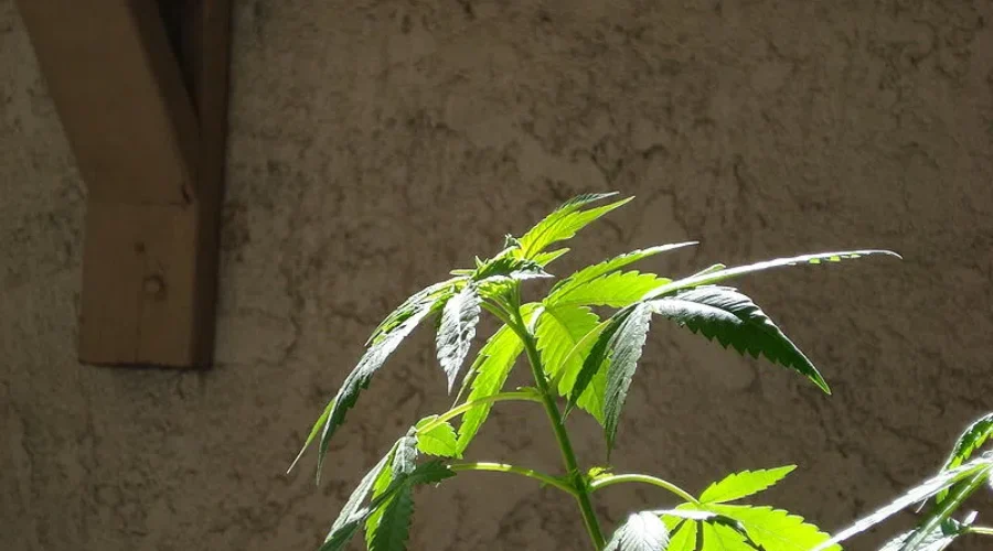 Marijuana Grow Op Busted