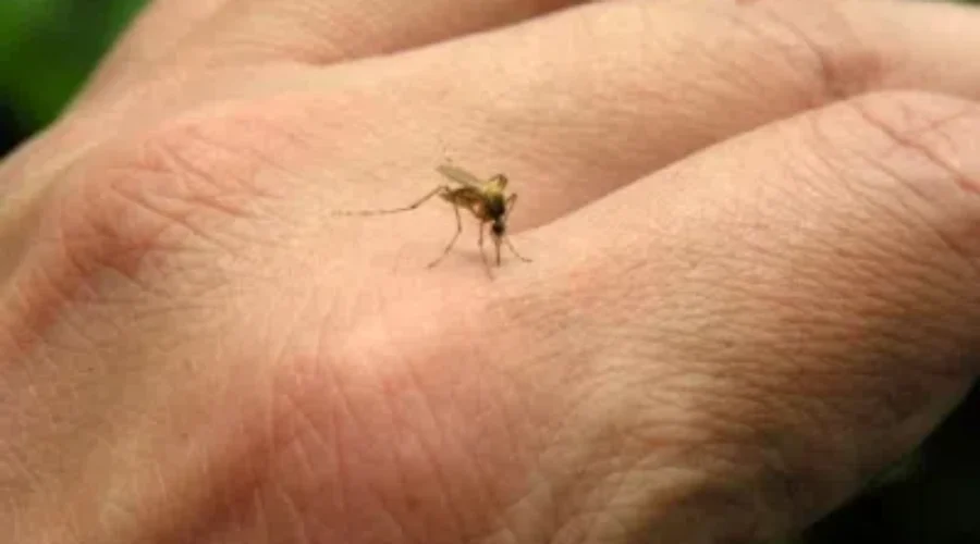 Aggressive Mosquitoes Will Soon Be Gone