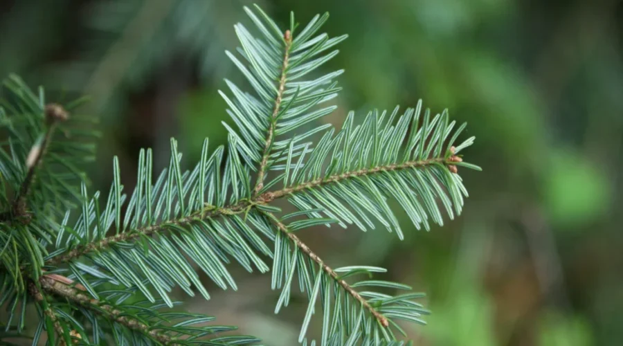 NB Tree Planters Set Guinness World Record