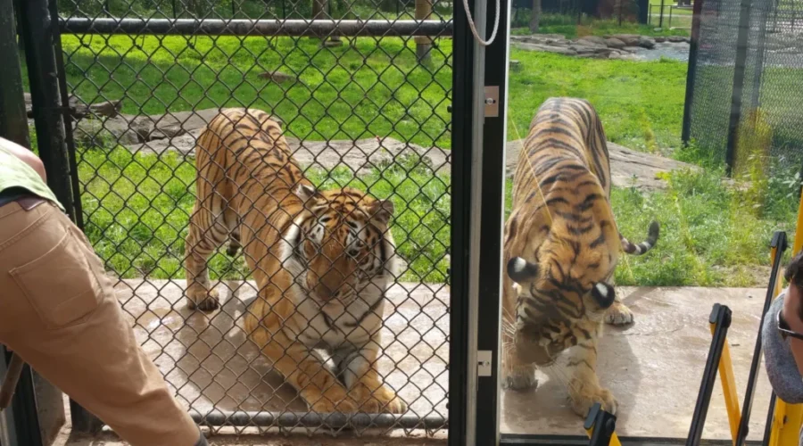 Magnetic Hill Zoo Sees More Visitors This Year