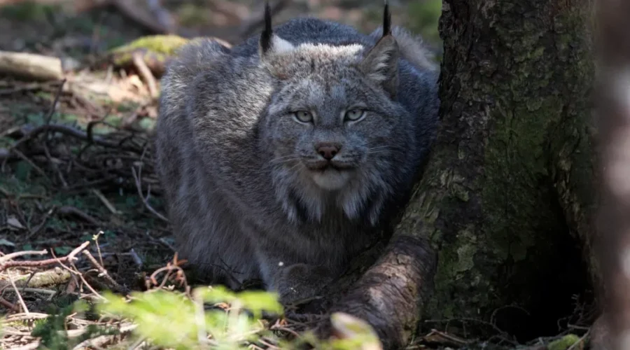 Vote Early and Often To Help Big Cats in the Maritimes