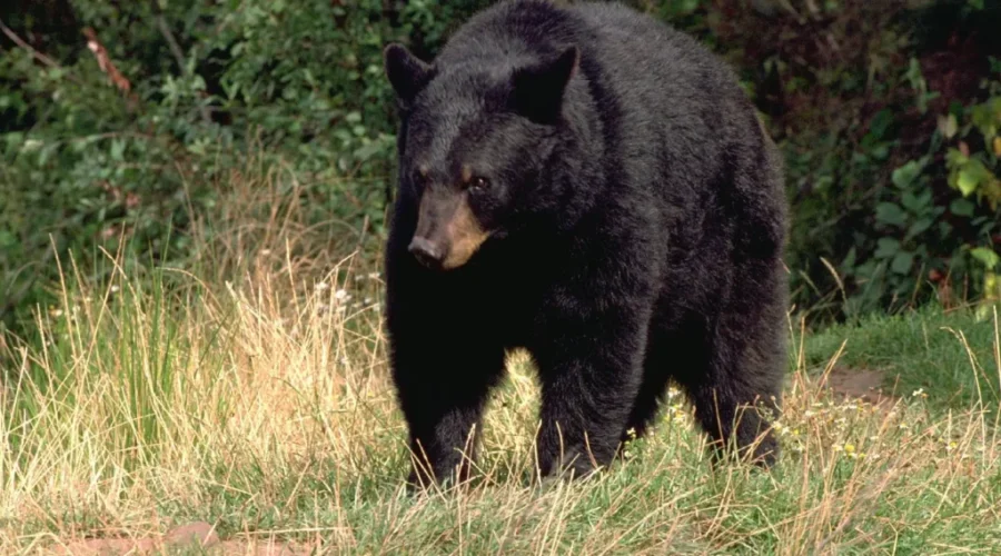 New Brunswick Has Lots Of Black Bears