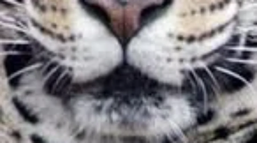 Profitable Year At Magnetic Hill Zoo Pays Off City Investment