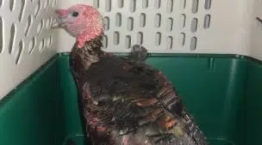Have You Lost Your Turkey? Check With The Greater Moncton SPCA
