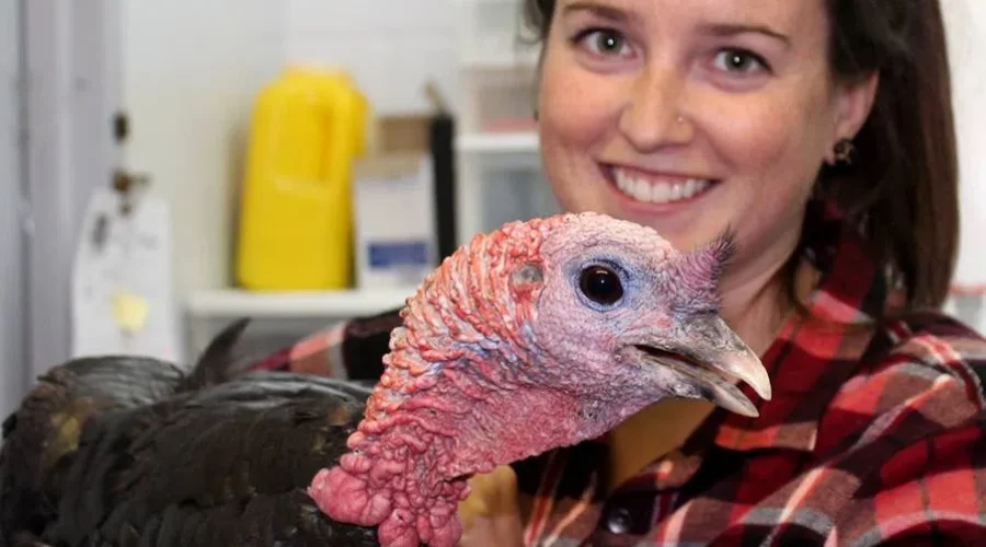 Herbie The Turkey Has A New Home