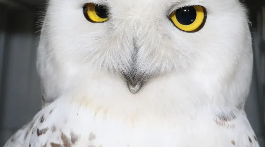 Injured Snowy Owl Found In Dieppe, Recovering Well