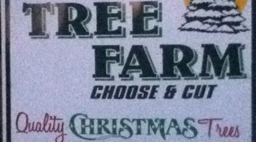 There’s Still Time To Get a Freshly Cut Christmas Tree
