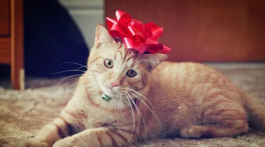 Pets Not Recommended As Christmas Gifts