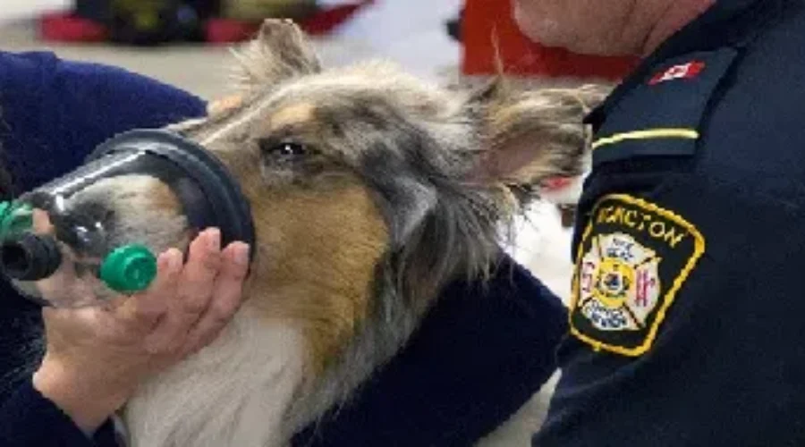 Plan Ahead, To Keep Your Family And Pets Safe From Fire