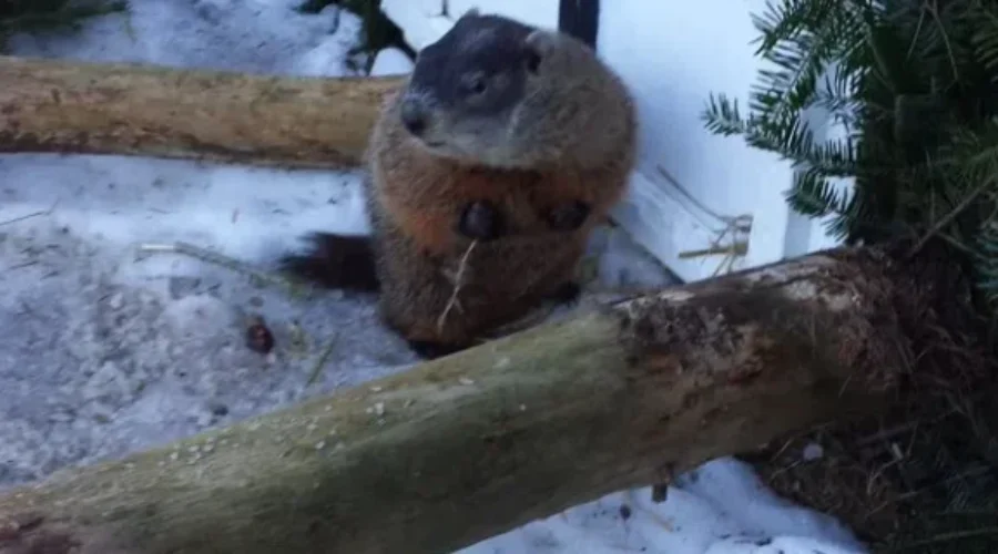 No Shadow For Shubenacadie Sam