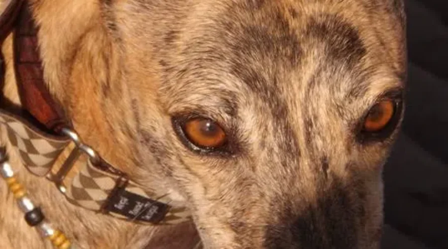 Greyhounds Looking For Forever Homes