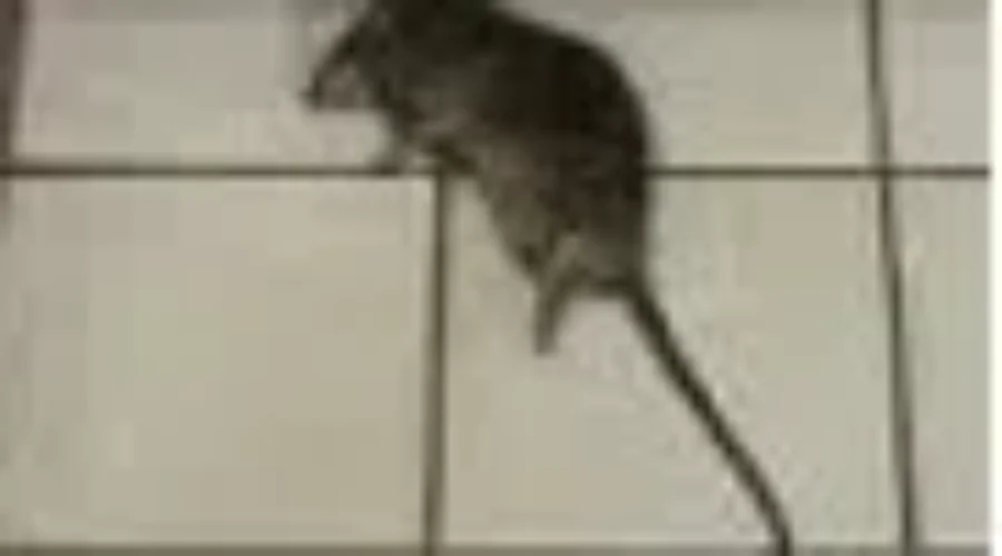 Unwanted Rodents Not The City’s Responsibility