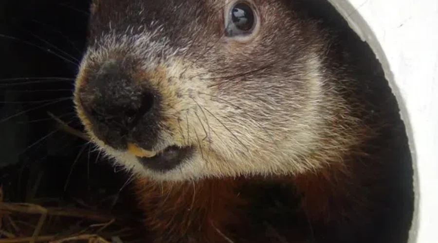 Will Shubenacadie Sam See His Shadow?