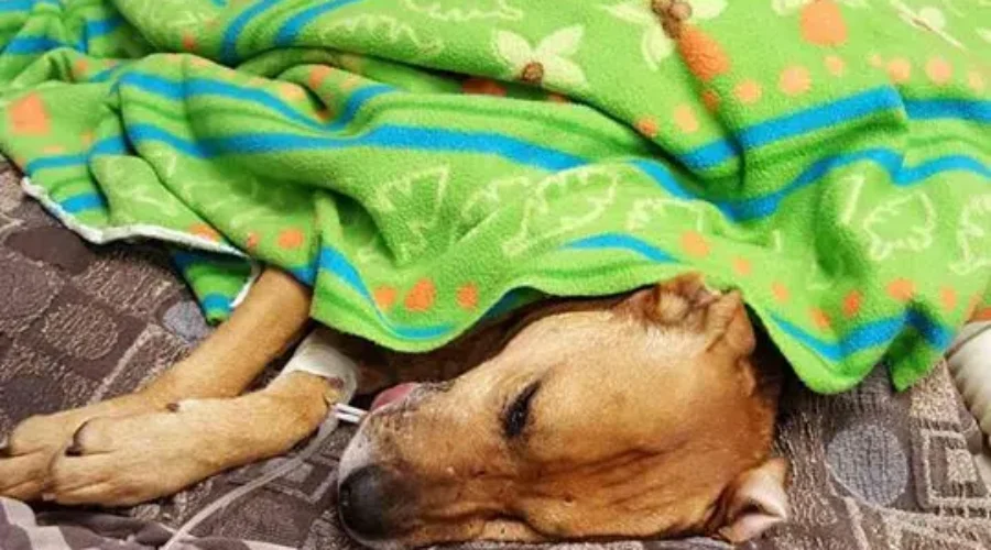 Six Year Old “Trigger” Struck By Truck and Needs Your Help